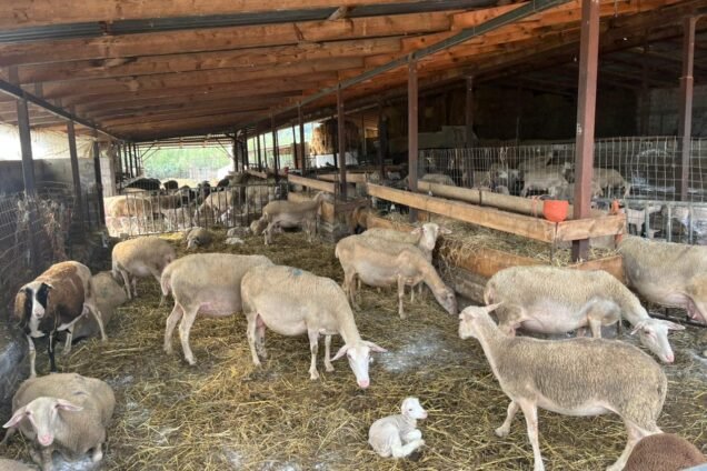 CE91CF81CF87CEB5CEAFCEBF CEB5CEB9CEBACF8CCEBDCEB1CF82 WhatsApp 2025 11 18 CF83CF84CEB9CF82 20.07.46 471d3c13 636x424 1