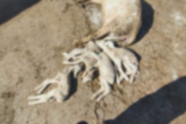 Still1118 00004 1 636x424 1